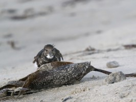 <span style='font-size:1.10em'>Steinwälzer am Nordstrand</span>