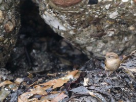 <span style='font-size:1.10em'>Ein Zaunkönig hält sich im windgeschützten Bereich am Kringel auf</span>