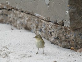 <span style='font-size:1.10em'>Ein Zilpzalp hält sich im windgeschützten Bereich an der Nordostmole auf</span>