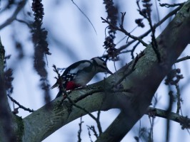 <span style='font-size:1.10em'>Buntspecht</span>