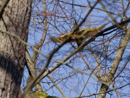 <span style='font-size:1.10em'>Der Grünspecht hebt ab.</span>