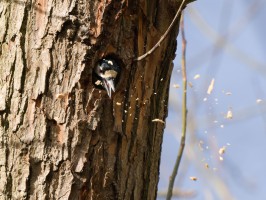 <span style='font-size:1.10em'>Der Buntspecht räumt auf.</span>