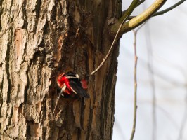 <span style='font-size:1.10em'>Der Buntspecht zeigt sein buntes 'Hinterteil'.</span>