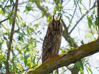 </span><span> | <a href=waldohreule/><span style='font-size: 1.00em;font-weight: normal'><strong> -> INFOS</strong></a> | © © ernst wilhelm grueter / ewgfoto@posteo.de</span>