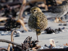 <span style='font-size:1.10em'>Goldregenpfeifer an der Nordostmole</span>