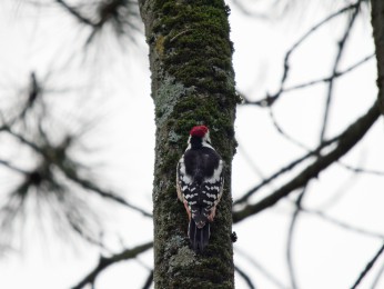 </span><span>Der Mittelspecht wurde erst am PC identifiziert. | <a href=mittelspecht/><span style='font-size: 1.00em;font-weight: normal'><strong> -> INFOS</strong></a> | © Ernst Wilhelm Grüter, ewgfoto@posteo.de</span>