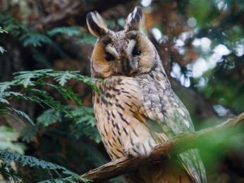 </span><span>Ein Waldohreule, ansässig im Limburgerhof. <a href=https://ernst-wilhelm-grueter.de/waldohreule/attachment/87845/#main/><span style='color:salmon;font-size: 1.00em;font-weight: normal'>Infos</strong></a> © <a style='color:salmon' href='mailto:ewgfoto@posteo.de?subject=BILD%2087845%20'>grueter/ewgfoto</a></span>