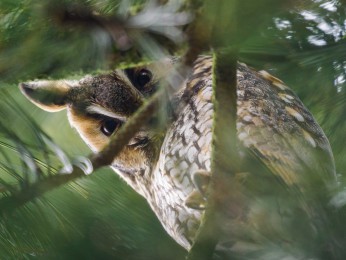 </span><span>Eine Waldohreule, gesehen auf einem Straßenbaum am Rande Büsums. <a href=https://ernst-wilhelm-grueter.de/waldohreule/attachment/87839/#main/><span style='color:salmon;font-size: 1.00em;font-weight: normal'>Infos</strong></a> © <a style='color:salmon' href='mailto:ewgfoto@posteo.de?subject=BILD%2087839%20'>grueter/ewgfoto</a></span>