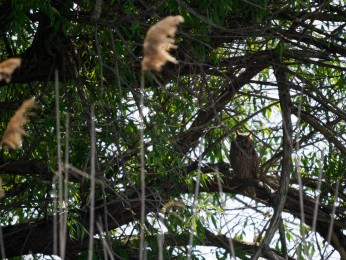 </span><span>Die Waldohreule saß auf einem Baumast, am Rande eines Kanals im Donaudelta. Wir konnten sie vom Boot aussehen. <a href=https://ernst-wilhelm-grueter.de/waldohreule/attachment/87841/#main/><span style='color:salmon;font-size: 1.00em;font-weight: normal'>Infos</strong></a> © <a style='color:salmon' href='mailto:ewgfoto@posteo.de?subject=BILD%2087841%20'>grueter/ewgfoto</a></span>