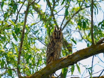 </span><span>Die Waldohreule saß auf einem Baumast, am Rande eines Kanals im Donaudelta. Wir konnten sie vom Boot aussehen. <a href=https://ernst-wilhelm-grueter.de/rumaenien/attachment/87843/#main/><span style='color:salmon;font-size: 1.00em;font-weight: normal'>Infos</strong></a> © <a style='color:salmon' href='mailto:ewgfoto@posteo.de?subject=BILD%2087843%20'>grueter/ewgfoto</a></span>