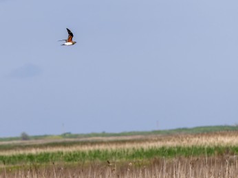 </span><span>Eine Rotflügelbrachschwalbe fliegt über eine Steppenlandschaft <a href=https://ernst-wilhelm-grueter.de/rumaenien/rotfluegelbrachschwalbe/#main/><span style='color:salmon;font-size: 1.00em;font-weight: normal'>Infos</strong></a> © © grueter/ewgfoto</span>