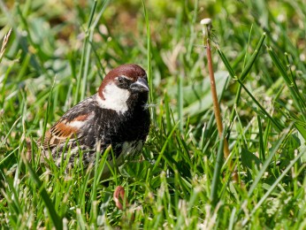</span><span>Ein Weidensperling sitzt im Gras <a href=https://ernst-wilhelm-grueter.de/rumaenien/attachment/87872/#main/><span style='color:salmon;font-size: 1.00em;font-weight: normal'>Infos</strong></a> © © grueter/ewgfoto</span>