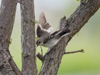 </span><span> <a href=https://ernst-wilhelm-grueter.de/rumaenien/attachment/87874/#main/><span style='color:salmon;font-size: 1.00em;font-weight: normal'>Infos</strong></a> © @ewgfoto</span>