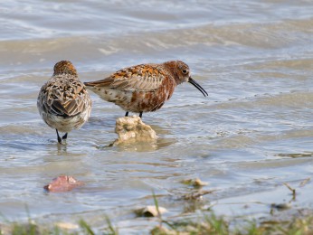 </span><span>Zwei Zwergstrandläufer suchen im Spülsaum eines kleinen Sees nach Nahrung. <a href=https://ernst-wilhelm-grueter.de/rumaenien/attachment/87858/#main/><span style='color:salmon;font-size: 1.00em;font-weight: normal'>Infos</strong></a> © © grueter/ewgfoto</span>