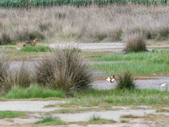 </span><span>Im Hintergrund eine Steppenlandschaft ist ein Schakal zu sehen. <a href=https://ernst-wilhelm-grueter.de/rumaenien/attachment/87953/#main/><span style='color:salmon;font-size: 1.00em;font-weight: normal'>Infos</strong></a> © © grueter/ewgfoto</span>