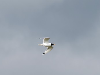 </span><span>Eine Fischmöwe fliegt vor grauem Himmel <a href=https://ernst-wilhelm-grueter.de/rumaenien/attachment/87864/#main/><span style='color:salmon;font-size: 1.00em;font-weight: normal'>Infos</strong></a> © © grueter/ewgfoto</span>