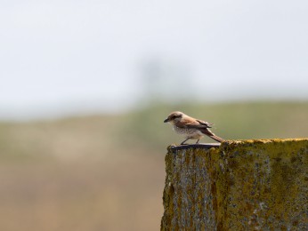 </span><span>Ein junger Neuntöter sitzt auf einem verwitterten Betonblock einer alten Industriebrache. <a href=https://ernst-wilhelm-grueter.de/rumaenien/attachment/87866/#main/><span style='color:salmon;font-size: 1.00em;font-weight: normal'>Infos</strong></a> © © grueter/ewgfoto</span>