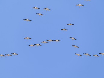 </span><span> <a href=https://ernst-wilhelm-grueter.de/rumaenien/attachment/87868/#main/><span style='color:salmon;font-size: 1.00em;font-weight: normal'>Infos</strong></a> © © grueter/ewgfoto</span>