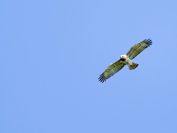 </span><span>Ein Schlangenadler fliegt hoch am blauen Himmel. <a href=https://ernst-wilhelm-grueter.de/rumaenien/attachment/87876/#main/><span style='color:salmon;font-size: 1.00em;font-weight: normal'>Infos</strong></a> © © grueter/ewgfoto</span>