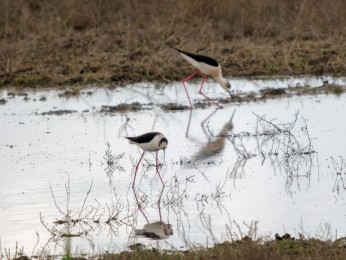 </span><span> <a href=https://ernst-wilhelm-grueter.de/rumaenien/attachment/87878/#main/><span style='color:salmon;font-size: 1.00em;font-weight: normal'>Infos</strong></a> © © grueter/ewgfoto</span>