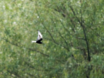 </span><span> <a href=https://ernst-wilhelm-grueter.de/rumaenien/attachment/87957/#main/><span style='color:salmon;font-size: 1.00em;font-weight: normal'>Infos</strong></a> © © grueter/ewgfoto</span>