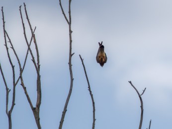 </span><span>Ein Turmfalke im direkten Sturz nach unten. <a href=https://ernst-wilhelm-grueter.de/rumaenien/attachment/87882/#main/><span style='color:salmon;font-size: 1.00em;font-weight: normal'>Infos</strong></a> © © grueter/ewgfoto</span>