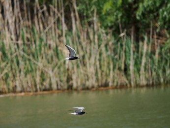 </span><span>Trauerseeschwalbe <a href=https://ernst-wilhelm-grueter.de/rumaenien/trauerseeschwalbe/#main/><span style='color:salmon;font-size: 1.00em;font-weight: normal'>Infos</strong></a> © © grueter/ewgfoto</span>