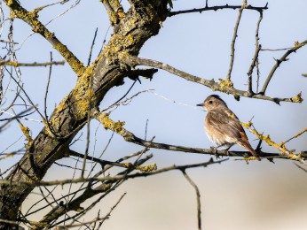 </span><span> <a href=https://ernst-wilhelm-grueter.de/rumaenien/attachment/87899/#main/><span style='color:salmon;font-size: 1.00em;font-weight: normal'>Infos</strong></a> © © grueter/ewgfoto</span>