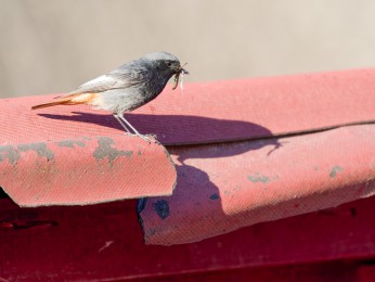 </span><span>Ein Hausrotschwanz auf einem Hausdach. Er hat Insekten im Schnabel und will vermutlich zu seinem Nest, die Jungvögel füttern. <a href=https://ernst-wilhelm-grueter.de/rumaenien/attachment/87901/#main/><span style='color:salmon;font-size: 1.00em;font-weight: normal'>Infos</strong></a> © © grueter/ewgfoto</span>