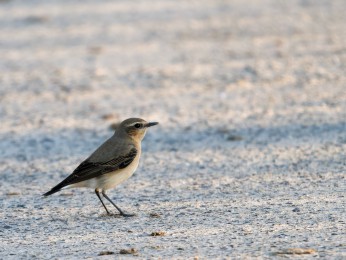 </span><span> <a href=https://ernst-wilhelm-grueter.de/rumaenien/attachment/87905/#main/><span style='color:salmon;font-size: 1.00em;font-weight: normal'>Infos</strong></a> © © grueter/ewgfoto</span>