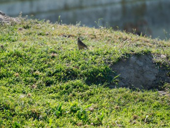 </span><span>Ortolan <a href=https://ernst-wilhelm-grueter.de/rumaenien/ortolan/#main/><span style='color:salmon;font-size: 1.00em;font-weight: normal'>Infos</strong></a> © </span>