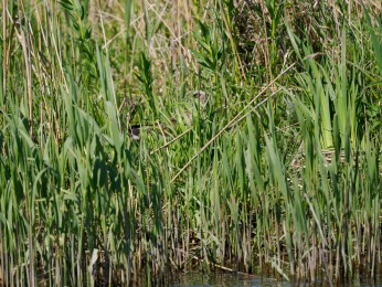 </span><span>unbekannt <a href=https://ernst-wilhelm-grueter.de/rumaenien/unbekannt-3/#main/><span style='color:salmon;font-size: 1.00em;font-weight: normal'>Infos</strong></a> © </span>