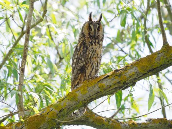 </span><span>Die Waldohreule saß auf einem Baumast, am Rande eines Kanals im Donaudelta. Wir konnten sie vom Boot aussehen. <a href=https://ernst-wilhelm-grueter.de/rumaenien/waldohreule-2/#main/><span style='color:salmon;font-size: 1.00em;font-weight: normal'>Infos</strong></a> © © grueter/ewgfoto</span>