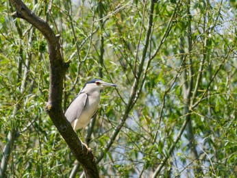 </span><span>Ein Nachtreiher saß auf einem Baumast, am Rande eines Wasserwegs Olinca im Donaudelta. Er hat einen beeindrruckenden Blick. <a href=https://ernst-wilhelm-grueter.de/rumaenien/attachment/87887/#main/><span style='color:salmon;font-size: 1.00em;font-weight: normal'>Infos</strong></a> © © grueter/ewgfoto</span>
