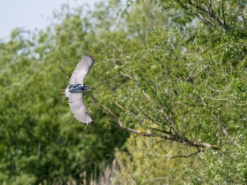 </span><span> <a href=https://ernst-wilhelm-grueter.de/rumaenien/attachment/87889/#main/><span style='color:salmon;font-size: 1.00em;font-weight: normal'>Infos</strong></a> © © grueter/ewgfoto</span>