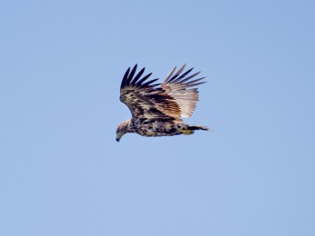 </span><span>Ein Seeadler fliegt vor blauem Himmel. <a href=https://ernst-wilhelm-grueter.de/rumaenien/attachment/87891/#main/><span style='color:salmon;font-size: 1.00em;font-weight: normal'>Infos</strong></a> © © grueter/ewgfoto</span>