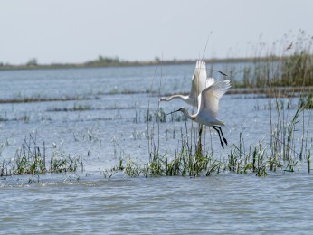 </span><span>gg <a href=https://ernst-wilhelm-grueter.de/rumaenien/attachment/87893/#main/><span style='color:salmon;font-size: 1.00em;font-weight: normal'>Infos</strong></a> © © grueter/ewgfoto</span>