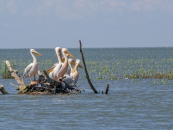 </span><span> <a href=https://ernst-wilhelm-grueter.de/rumaenien/attachment/87895/#main/><span style='color:salmon;font-size: 1.00em;font-weight: normal'>Infos</strong></a> © © grueter/ewgfoto</span>