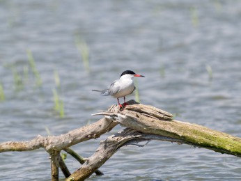 </span><span>Flussseeschwalbe <a href=https://ernst-wilhelm-grueter.de/rumaenien/flussseeschwalbe/#main/><span style='color:salmon;font-size: 1.00em;font-weight: normal'>Infos</strong></a> © © grueter/ewgfoto</span>
