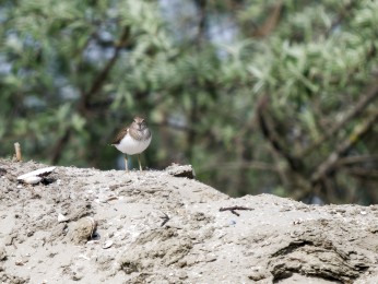 </span><span> <a href=https://ernst-wilhelm-grueter.de/rumaenien/attachment/87909/#main/><span style='color:salmon;font-size: 1.00em;font-weight: normal'>Infos</strong></a> © © grueter/ewgfoto</span>