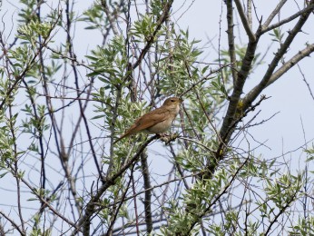 </span><span> <a href=https://ernst-wilhelm-grueter.de/rumaenien/attachment/87911/#main/><span style='color:salmon;font-size: 1.00em;font-weight: normal'>Infos</strong></a> © @ewgfoto</span>