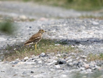 </span><span>Triel <a href=https://ernst-wilhelm-grueter.de/rumaenien/triel/#main/><span style='color:salmon;font-size: 1.00em;font-weight: normal'>Infos</strong></a> © @ewgfoto</span>