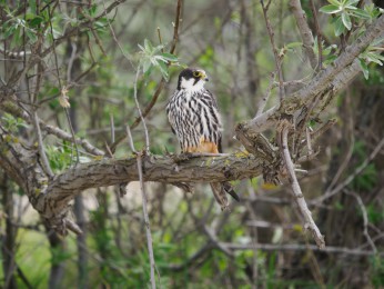 </span><span> <a href=https://ernst-wilhelm-grueter.de/rumaenien/attachment/87977/#main/><span style='color:salmon;font-size: 1.00em;font-weight: normal'>Infos</strong></a> © <a style='color:salmon' href='mailto:ewgfoto@posteo.de?subject=BILD%2087977%20'>Ernst Wilhelm Grüter</a></span>