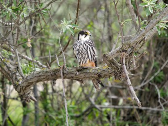 </span><span>Ein Baumfalke sitzt auf einem Ast eines Baumes am Rande des Kanals. <a href=https://ernst-wilhelm-grueter.de/rumaenien/baumfalke/#main/><span style='color:salmon;font-size: 1.00em;font-weight: normal'>Infos</strong></a> © <a style='color:salmon' href='mailto:ewgfoto@posteo.de?subject=BILD%2087939%20Baumfalke'>Ernst Wilhelm Grüter</a></span>