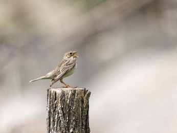 </span><span>Grauammer <a href=https://ernst-wilhelm-grueter.de/rumaenien/grauammer/#main/><span style='color:salmon;font-size: 1.00em;font-weight: normal'>Infos</strong></a> © © grueter/ewgfoto</span>