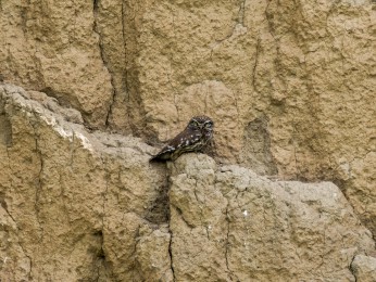 </span><span>Ein Steinkauz sitzt im Schatten einer in einer Löswand. <a href=https://ernst-wilhelm-grueter.de/rumaenien/attachment/87971/#main/><span style='color:salmon;font-size: 1.00em;font-weight: normal'>Infos</strong></a> © © grueter/ewgfoto</span>