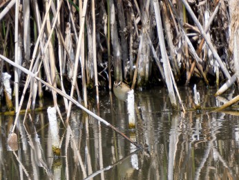 </span><span>Der Schilfrohrsänger an der Grenze voin Schilfrohr und Wasseroberfläche. <a href=https://ernst-wilhelm-grueter.de/rumaenien/schilfrohrsaenger/#main/><span style='color:salmon;font-size: 1.00em;font-weight: normal'>Infos</strong></a> © © grueter/ewgfoto</span>