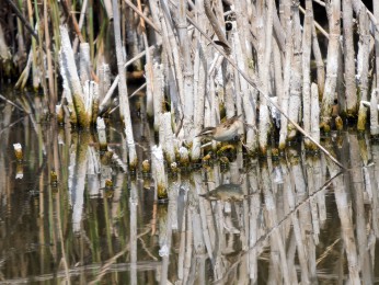 </span><span>Vogelbeobachtung auf dem Weg nach Braila nach Wolkendorf <a href=https://ernst-wilhelm-grueter.de/rumaenien/attachment/87967/#main/><span style='color:salmon;font-size: 1.00em;font-weight: normal'>Infos</strong></a> © © grueter/ewgfoto</span>