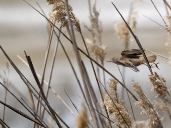 </span><span>Vogelbeobachtung auf dem Weg nach Braila nach Wolkendorf <a href=https://ernst-wilhelm-grueter.de/rumaenien/unbekannt-4/#main/><span style='color:salmon;font-size: 1.00em;font-weight: normal'>Infos</strong></a> © © grueter/ewgfoto</span>