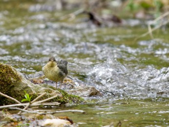 </span><span>Wasseramsel <a href=https://ernst-wilhelm-grueter.de/rumaenien/wasseramsel/#main/><span style='color:salmon;font-size: 1.00em;font-weight: normal'>Infos</strong></a> © © grueter/ewgfoto</span>